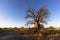 Young baobab in early morning light