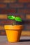 Young baobab latin name Adansonia Digitata seedling is growing in the pot. Green leaf of exotic plant which naturaly grows on