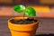 Young baobab latin name Adansonia Digitata seedling is growing in the pot. Green leaf of exotic plant which naturaly grows on