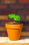 Young baobab latin name Adansonia Digitata seedling is growing in the pot. Green leaf of exotic plant which naturaly grows on