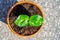 Young baobab latin name Adansonia Digitata seedling is growing in the pot. Green leaf of exotic plant which naturaly grows on