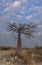 Young baobab tree