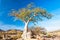 Young baobab tree in Epupa falls area, Namibia