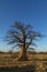 Young baobab tree on Kukonje Island