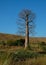 Young baobab tree beside the national road RN7 in Madagascar