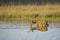 Young Barasingha Buck Walking through Swamp