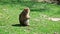 Young barbary ape with closed eyes sits in a green meadow