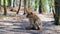 Young barbary ape sits hunched on ground