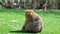 Young barbary ape sits in a meadow and looks backwards