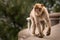 Young Barbary Ape on Wall