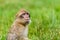 Young Barbary macaque with its mouth full of grapes