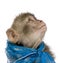 Young Barbary Macaque looking up, Macaca Sylvanus, 1 year old