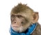 Young Barbary Macaque, Macaca Sylvanus, 1 year old