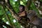 Young Barbary macaque Macaca sylvanus climbing on tree, female monkey behind