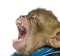 Young Barbary Macaque with mouth open, Macaca Sylvanus