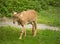 Young Barbary Sheep