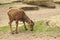 Young barbary sheep