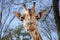 Young Baringo giraffe