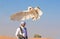 Young barn owl during a falconry flight show in Dubai, UAE.