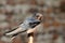 Young Barn swallow bird (Hirundo rustica)