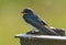 Young barn swallows chick hirundo rustica posing in back light on lichen covered metal construction