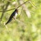 Young barn swallows on a warm and comfortable spring day in holland the netherlands. Barn swallow sunbathing on a twig in the bush