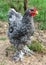 Young barred cochin rooster