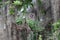 young Barred Owl  at the Circle B Bar Reserve Florida USA