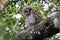 young Barred Owl  at the Circle B Bar Reserve Florida USA