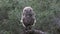 Young barred owl in the evening woods