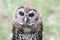 Young Barred Owl in falconry demonstration