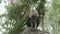 Young barred owl looking around