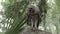 Young barred owl looking around