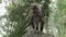 Young barred owl looking around