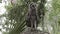 Young barred owl looking around