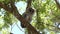 Young barred owl looking around in Florida woods.