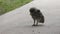 Young barred owl playing with a caterpillar