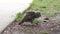 Young barred owl playing with a caterpillar