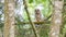 A young Barred Owlet stands on a massy branch