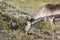 Young barren-ground caribou grazing along the tundra in August near Arviat, Nunavut