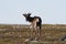 Young barren-ground caribou standing on the green tundra in August