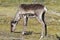 Young barren-ground caribou standing on the green tundra in August