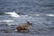 Young barren-ground caribou walking through water