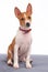 Young basenji