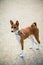 Young basenji dog