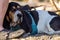 young basset hound laying next to owner& x27;s feet on beach