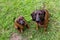 Young Bavarian scent hound with mother