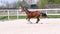 Young bay horse runs gallop