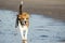 Young beagle on the beach