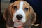 Young Beagle cute dog and the black eyes looking at the camera